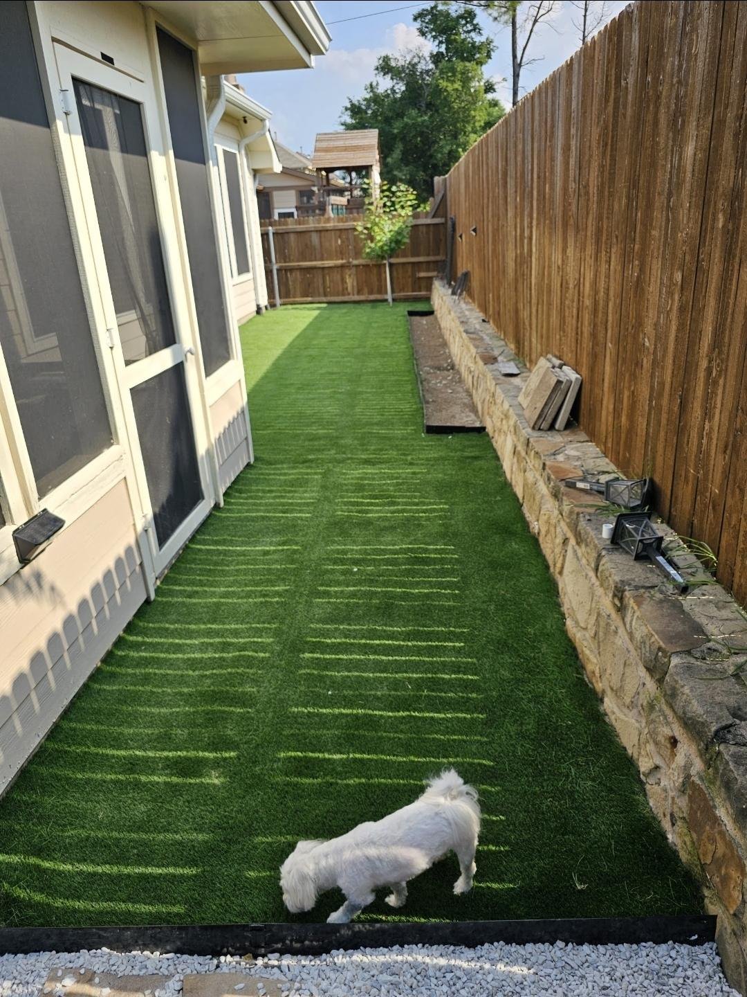 Small white dog standing on a finished artificial turf lawn in a Texas back yard